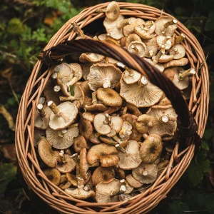 Fancy going mushroom hunting?