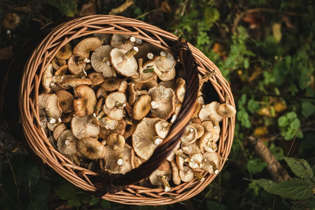 Mushroom hunting